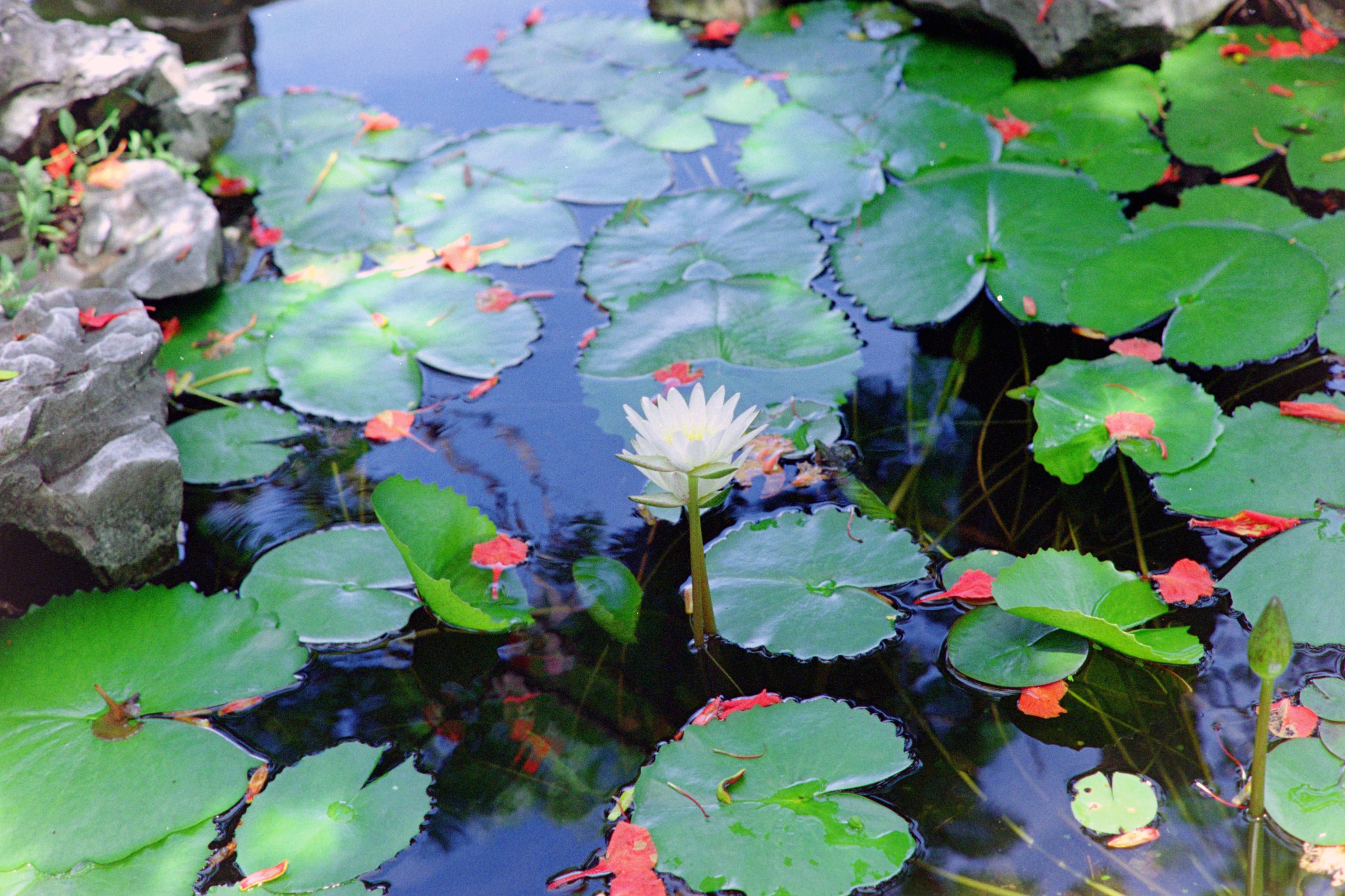 The White Lotus