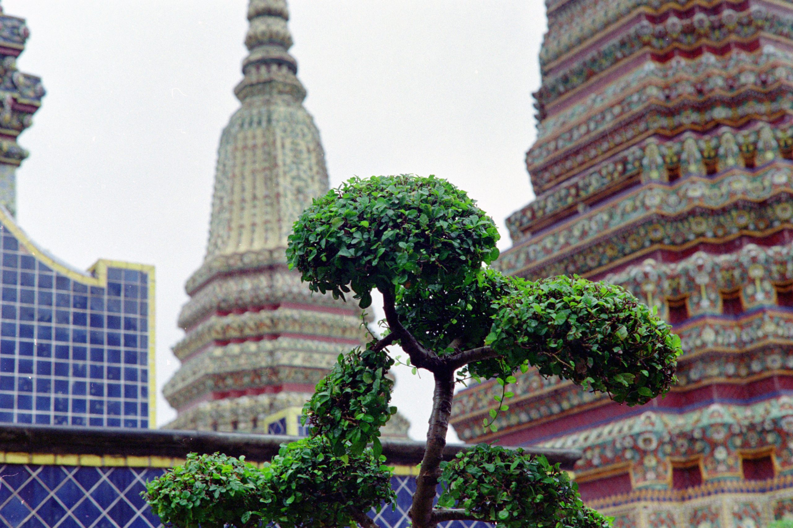 Temple bonsai